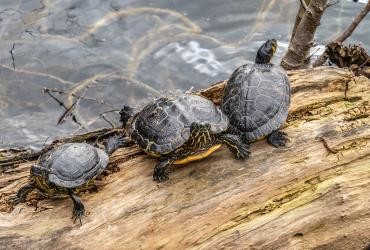 Schildkröten im Altrhein