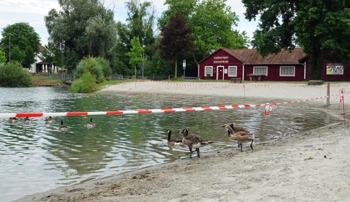 Kanadagänse watscheln in die Badestelle in Goldscheuer.