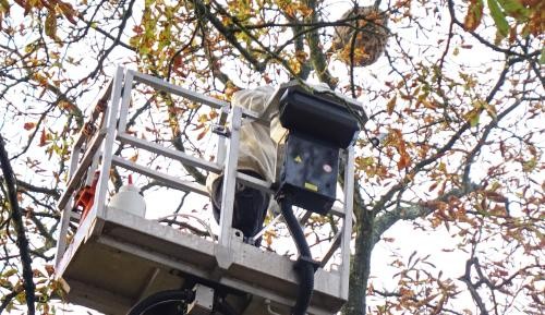 Asiatische Hornisse Ein Nest der Asiatischen Hornisse hängt in einem Baum