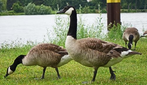 Kanadagänse watscheln durch den Garten der zwei Ufer.