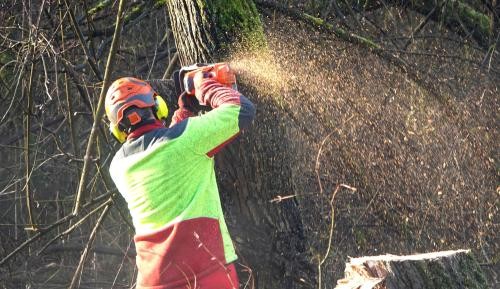 Leutesheimer Wald Ein Auszubildender schneidet mit einer Kettensäge durch einen Baumstamm.