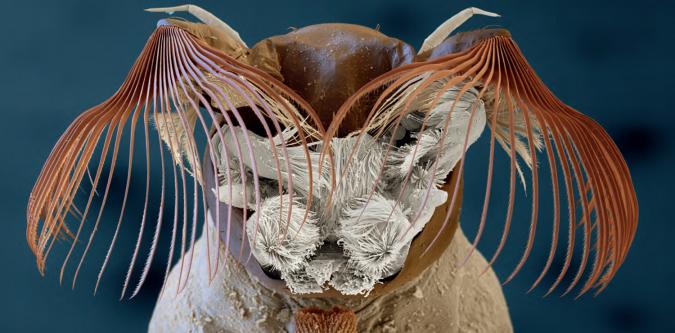 Metamorphosis - Titelbild
