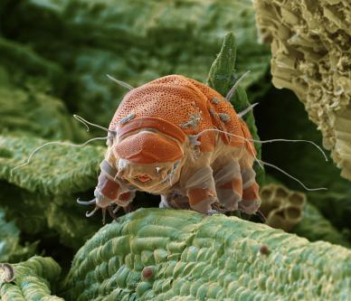 Echiniscua granulatus