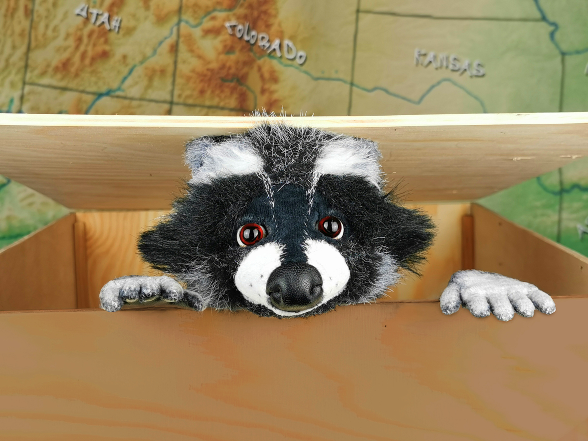 Rocky Waschbär