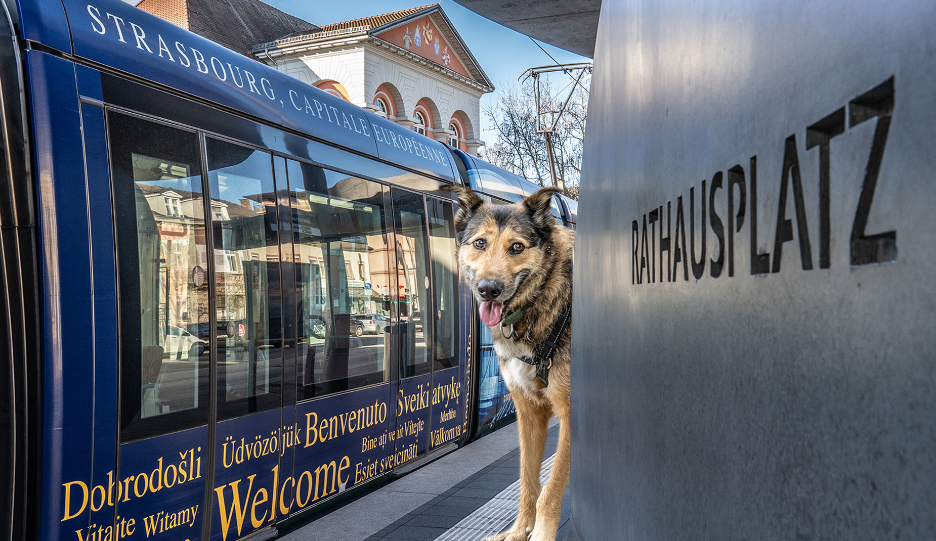 Eine Fotocollage mit einem Hund an der Tramhaltestelle vor dem Rathaus
