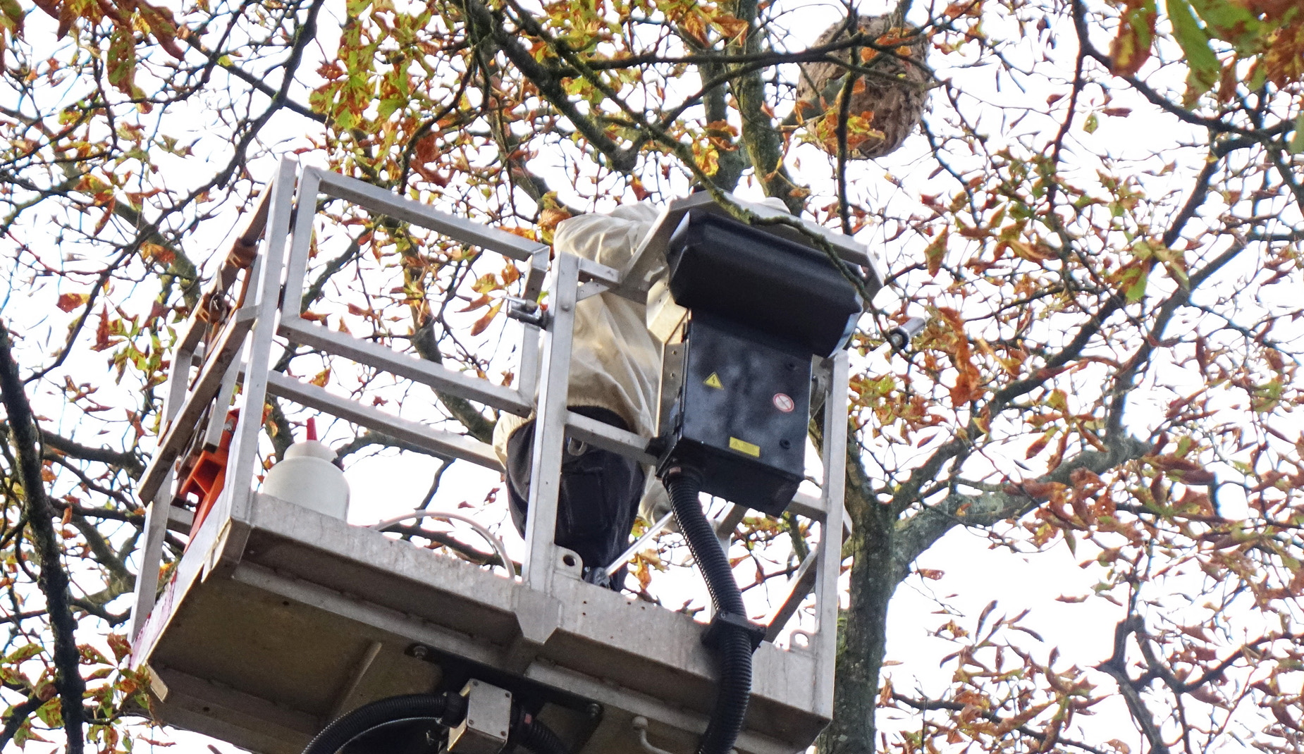 Ein Nest der Asiatischen Hornisse hängt in einem Baum