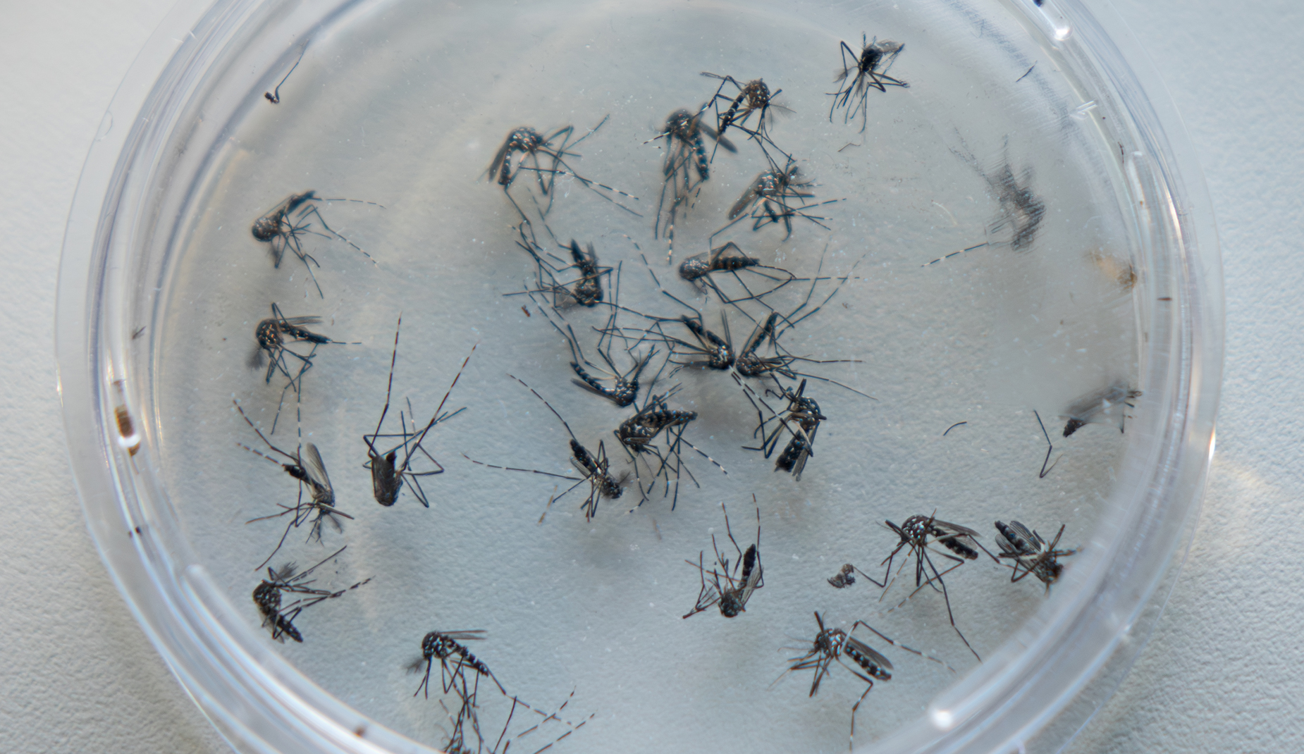 Asiatische Tigermücken liegen als Anschauungsobjekt auf einer Petrischale.